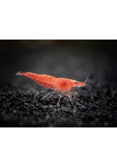 Kiraz Karides ( Neocardina Davidii ) 2 Adet