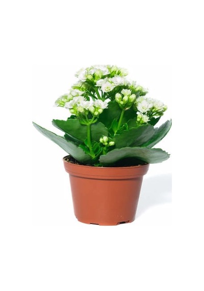 Serada Decor Plant Beyaz Çiçekli Kalanşo Kalanchoe Çiçeği Ithal Büyük Boy