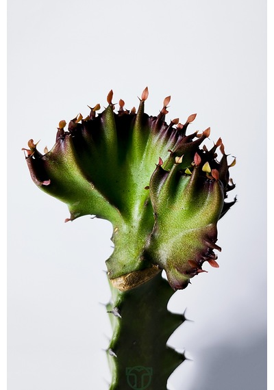 Euphorbia Lactea Cristata Variegata Dark Rim 5.5 Cm Saksıda