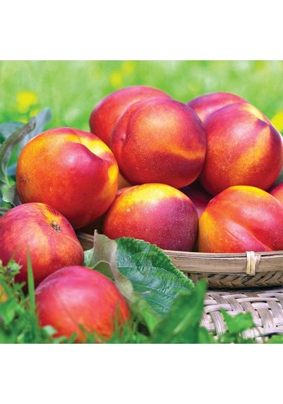 Tüplü İri Yarı Bodur Red Giant Nektarin Fidanı