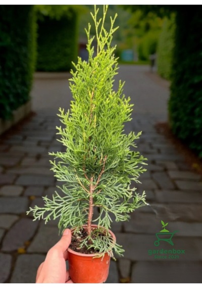Smaragd Batı Mazısı Fidanı Thuja Occidentalis Smaragd Çam Ağacı 30-40 Cm Diğer