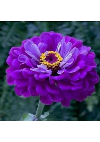 Super Yoga Elegans Purple Zinya Çiçeği Tohumu 40 Tohum