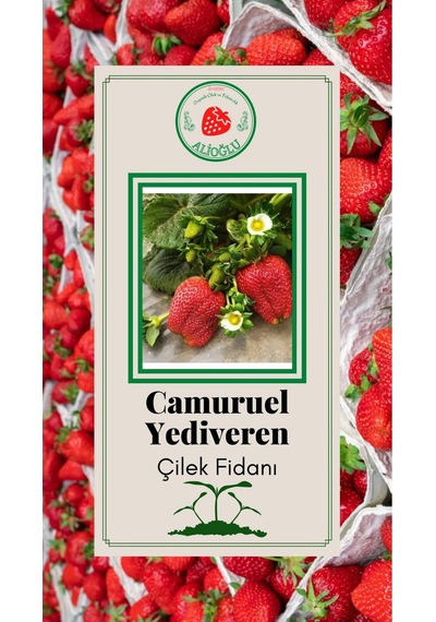33 Adet Camuruel Çilek Fidesi Açık Kök ve Taze Söküm (Frigo)