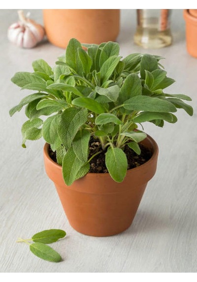 Videolu Mutfakta Bitki Seti Saksıda Kekik Biberiye Adaçayı 10 15 Cm 3 Adet Fidesi Kitchen Herb Set Diğer