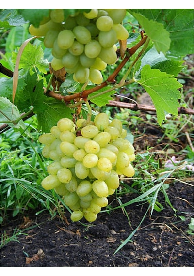 Videolu Bol Sulu Tatlı Çekirdeksiz Üzüm 40 60 Cm Tüplü Dış Mekan Bitkisi Thompson Seedless