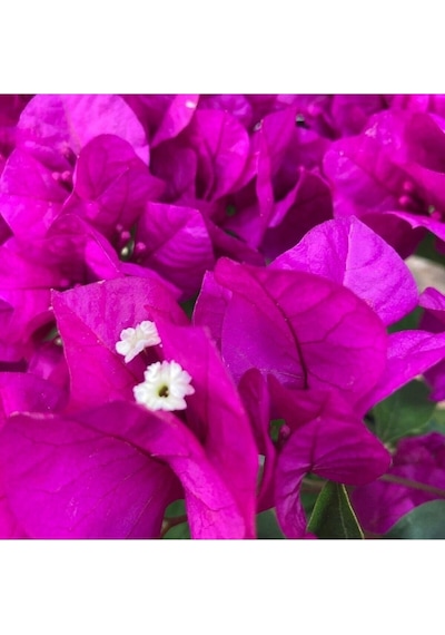 1 Adet Bodur Kırmızı Renk Begonvil Çiçeği Fidanı 15-40 Cm Çiçekli Bodur Bitkiler Red Bougainvillea