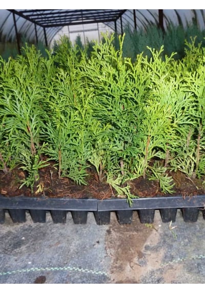 Yeşil Leylandi Çit Bitkisi 10-25cm 40 Adet Dış Mekan Peyzaj Bitkisi