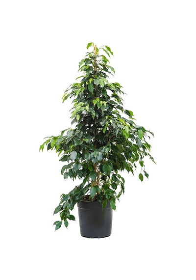 Benjamin - Ficus Benjamina 90 Cm 2 Adet