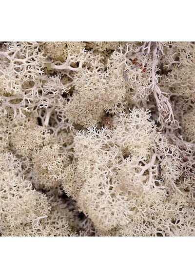 Reindeer Moss Beyaz Şoklanmış Norveç Yosunu 30gr