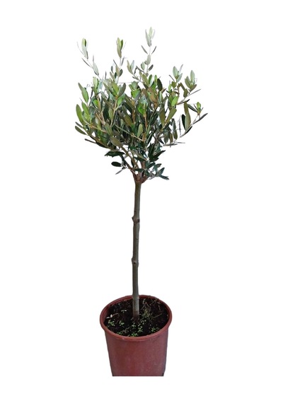 zeytin fidanı 50-70cm