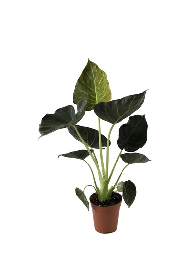 Alocasia 'Regal Shield' (Fil Kulağı) Ø14 CM Y40-45 CM