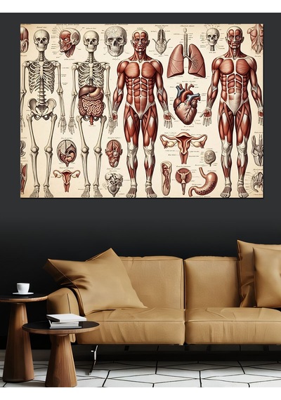 İnsan Anatomisi Ve İskelet Sistemi Dekoratif Kanvas - Mdf Ahşap Tablo