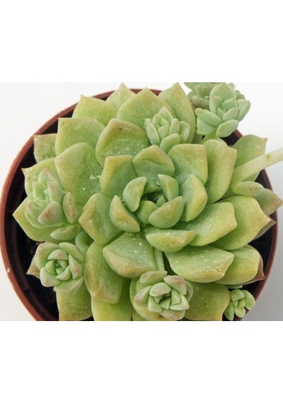 Serada Decor Plant Echeveria Profilicea Sukulent Bitki