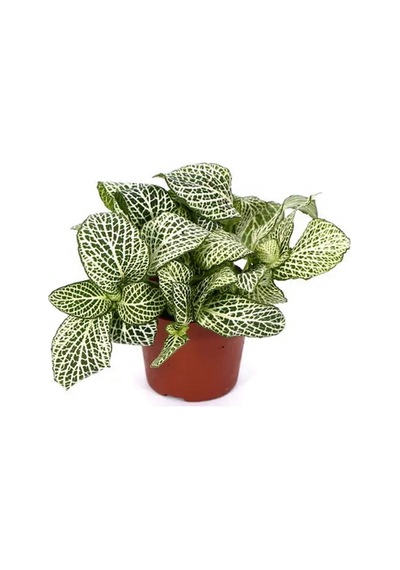 Fittonia - Sinir Bitkisi - 8,5 Cm Plastik Saksıda