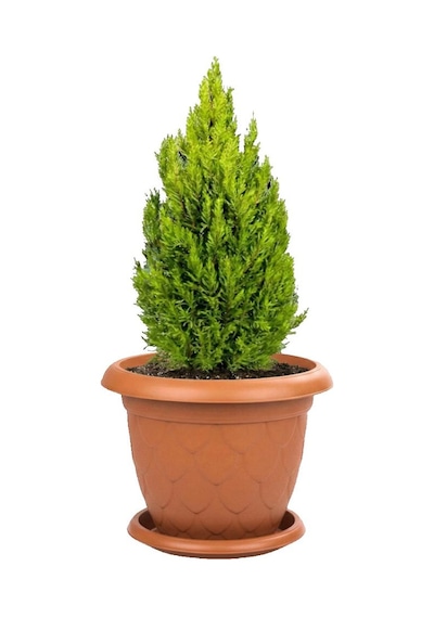 Omnipazar So-d010 Damla Desen Tabaklı Saksı Takımı 25 Litre No:10