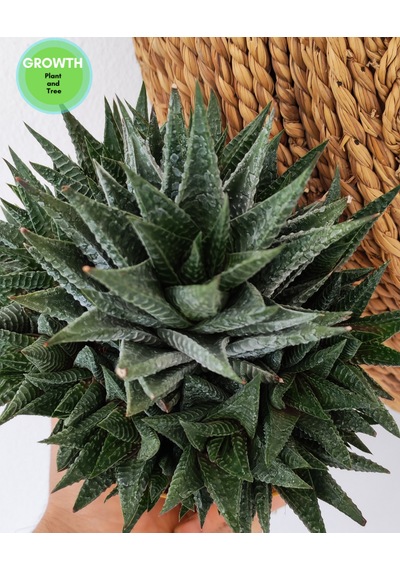 Haworthia Fasciata 1 Adet