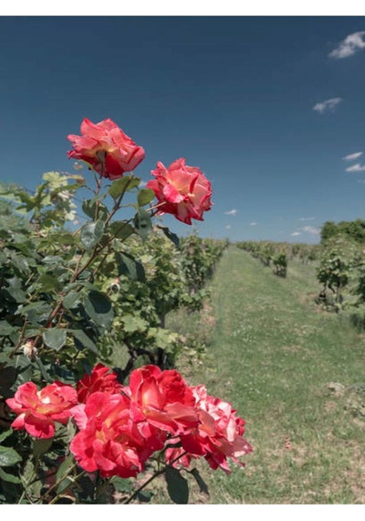 Yediveren Çift Renkli Türkiyem Kokulu Gül 30 70 Cm 1 Adet Saksılı Aşılı Gül Rose Of Turkey