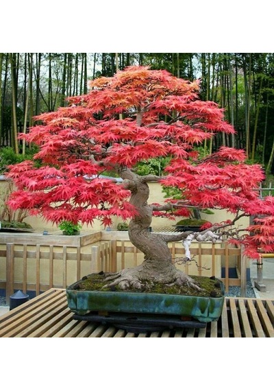 3'Lü Set Bonzai Ağacı Tohumu Bonsai Acer Rubrum Çınar Selvi Ekim