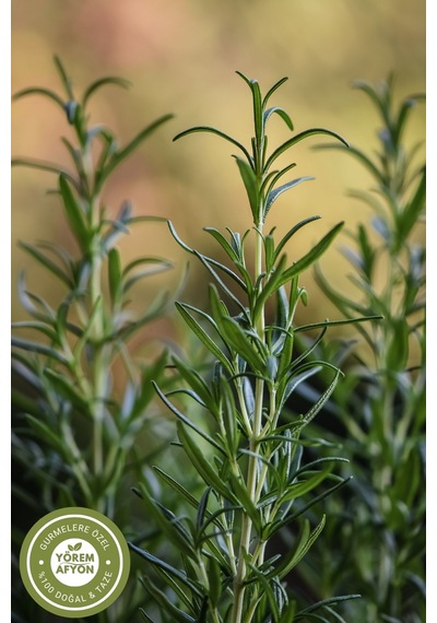 Yörem Afyon Doğanın Keskin Nefesi Özenle Kurutulmuş Yüksek Rakım Yayla Biberiye Rosmarinus Officinalis 70gr.