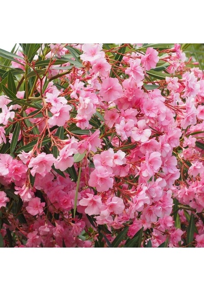 Tüplü Katmerli Pembe Çiçekli Zakkum Fidanı 150-200 Cm Çiçek Açma Durumunda