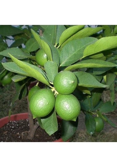 Tüplü Aşılı Lime Quat Çekirdeksiz Limon Fidanı 2 Yaş 90-110 Cm