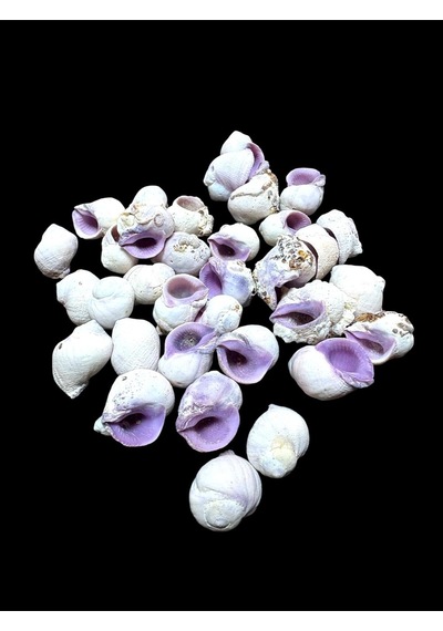 Deniz Kabukları 100 Gr No-11-cebubeauty