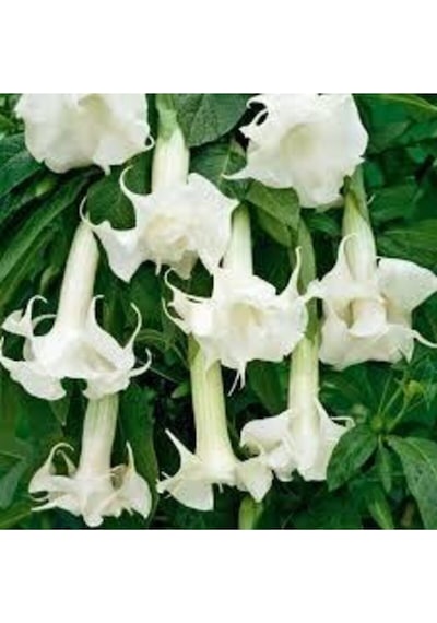 5 Adet Tohum Angel Trumpet Çiçeği Tohum Melek Borazanı Çiçeği Tohum Tohum Saksı Toprak Hediyeli