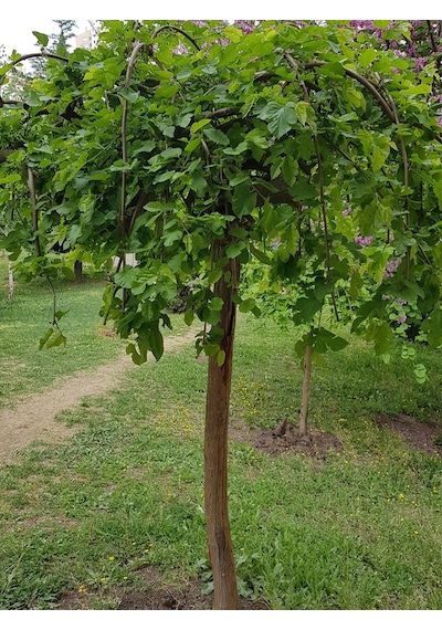 Tüplü Ters Siyah Dut Fidanı 3 Yaş