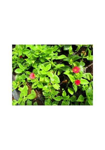 Buz Çiçeği Fidanı Sukulent 10-20 Cm