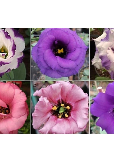 Megcito Lisianthus Çiçeği Tohumu Katmerli, Bodur Pembe Renkli -