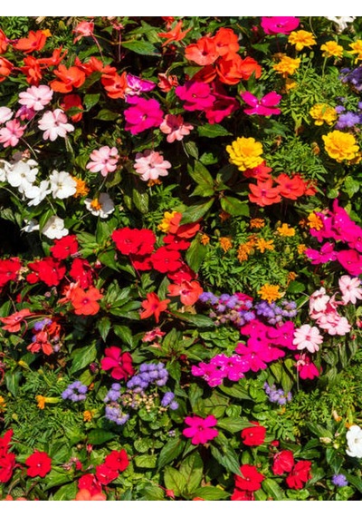Videolu Özel Seri Cam Güzeli 20 30 Cm 3 Adet Saksılı Çiçekli Bodur Bitki Zantedeschia