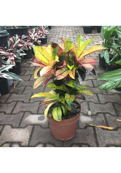 Codiaeum Variegatum 'Mrs Iceton' (Kraton Çiçeği) Ø17 CM Y45-50 CM