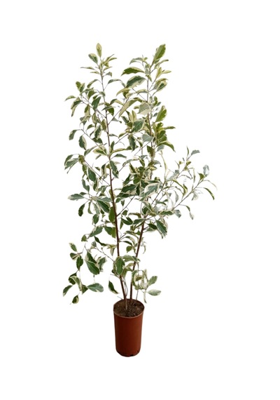 Pembe Oya Ağacı+ Alacalı Beyaz Benjamin+ Pembe Gül Fidanı Hediyeli