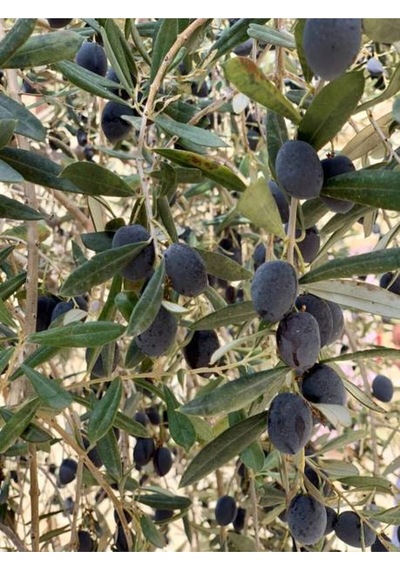 Videolu Trilya Zeytin Fidanı Bol Verimli 30 60 Cm 1 Adet Tüplü Dış Mekan Bitkisi Olive Sapling