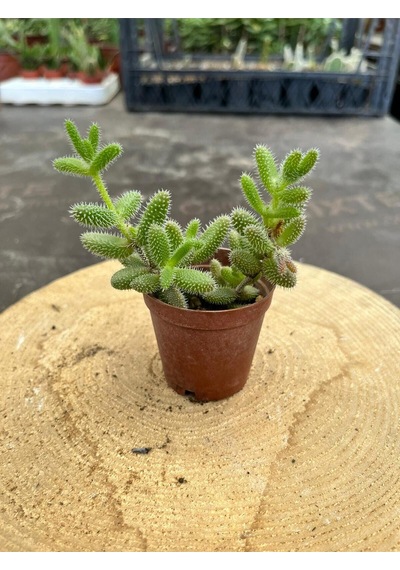 Delosperma Echinatum-5,5 Cm Saksıda Tombul Tüylü Yapraklı Sukulent - Saksı Hediyeli