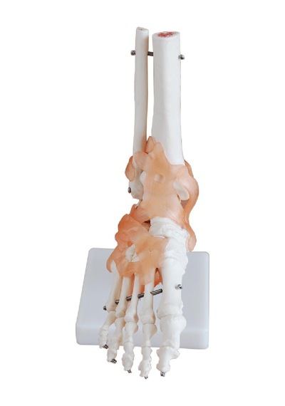 Ligamentli Ayak Eklemi Modeli