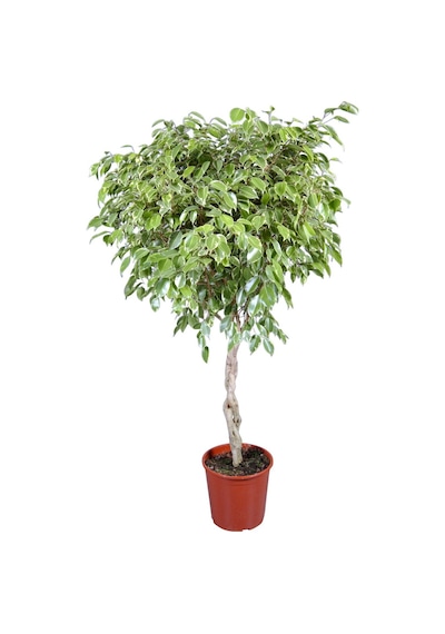 Ficus Benjamin Alacalı - Tijli Form 40- 60 cm