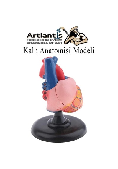 Kalp Modeli 2 Parça 1 Adet Gerçek Boy Kalp Anatomisi Modeli İnsan Kalp Modeli Renkli Bilim Deney Malzemesi