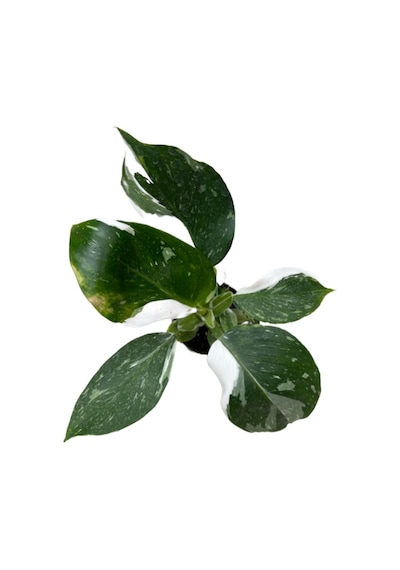Philodendron 'white Wizard'