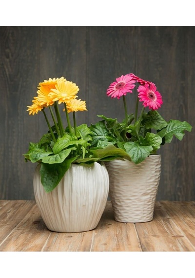 Nadir Karışık Gerbera Çiçeği Tohumu 5 Tohum Çiçek Tohumu