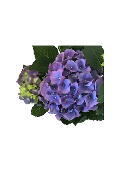 Hydrangea Macrophylla Blue (Mavi Ortanca) 14 CM 35-40 CM