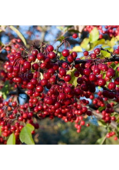 Tüplü Kırmızı Meyveli Aronia Aronya Fidanı