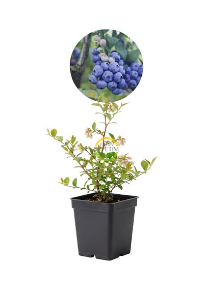 2 Yaş Sunshine Blue Çeşiti Yaban Mersini Fidanı