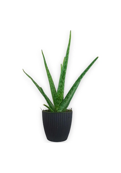 Aloe Vera Bitkisi Antrasit Sümela Saksıda
