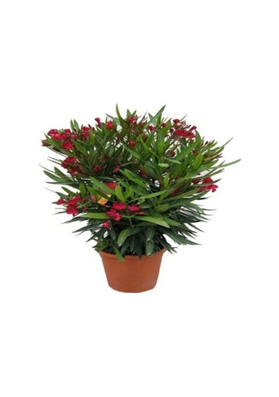 Videolu Zakkum Bitkisi Kırmızı 50-75 Cm Saksılı/tüplü Dış Mekan Bahçe Bitkisi Oleander Plant