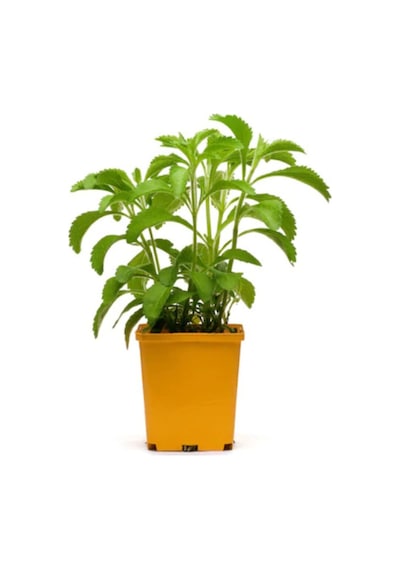 Eko Paket 100 Adet Tohum İthal Stevia Şeker Otu Tohumu Stevia Tohumu