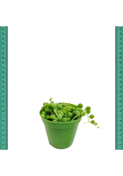 Serada Decor Plant Tesbih Çiçeği