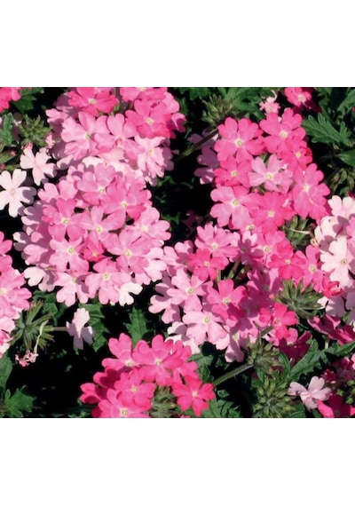 Pembe Mine Çiçeği F1 Tohumu 20 Tohum 58906173