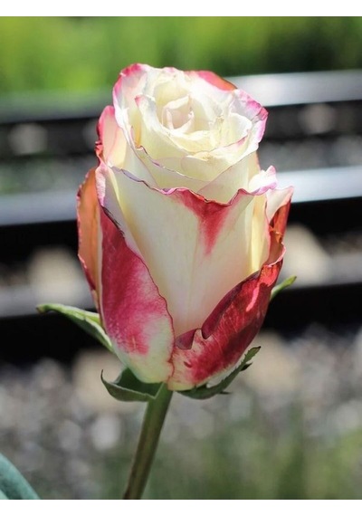 Videolu 1 Adet Pembe Beyaz Gül Fidanı 40-80cm Saksılı Rose Sapling