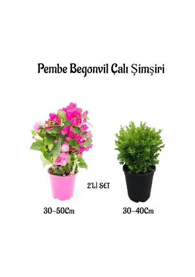 Bodur Şeker Pembe Begonvil Fidanı+çalı Şimşiri 2'li Set Saksılı Bahçe Bitkisi